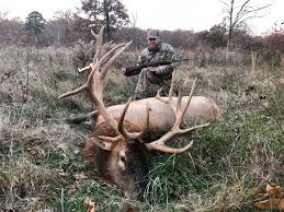 Mastering the Art of Guided Elk Hunts: A Comprehensive Guide